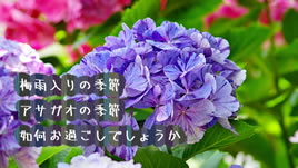 ６月の時候の挨拶上旬中旬下旬のビジネスでも使える文例集 退職assist